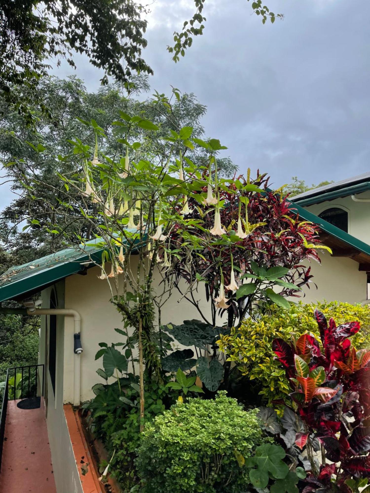 Mango Tree Villas Coronado Exteriör bild